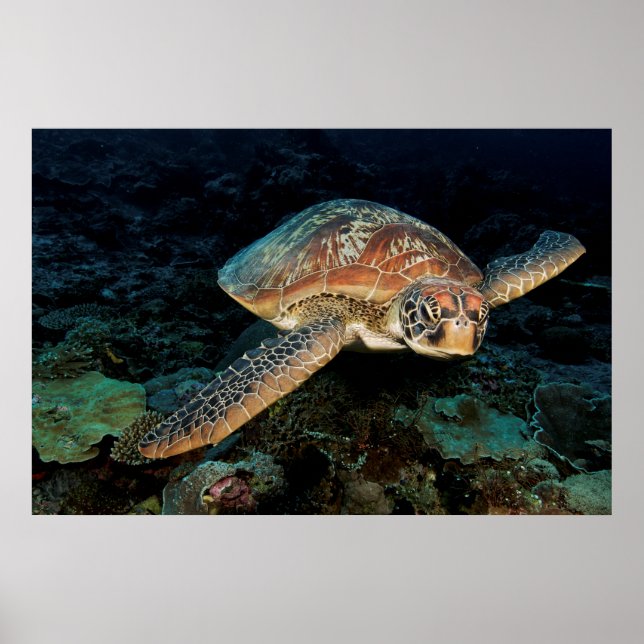 Affiche Sulawesi | Tortue marine verte (Devant)