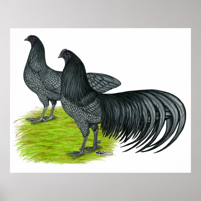 Affiche Sumatra : Paire bleue (Devant)