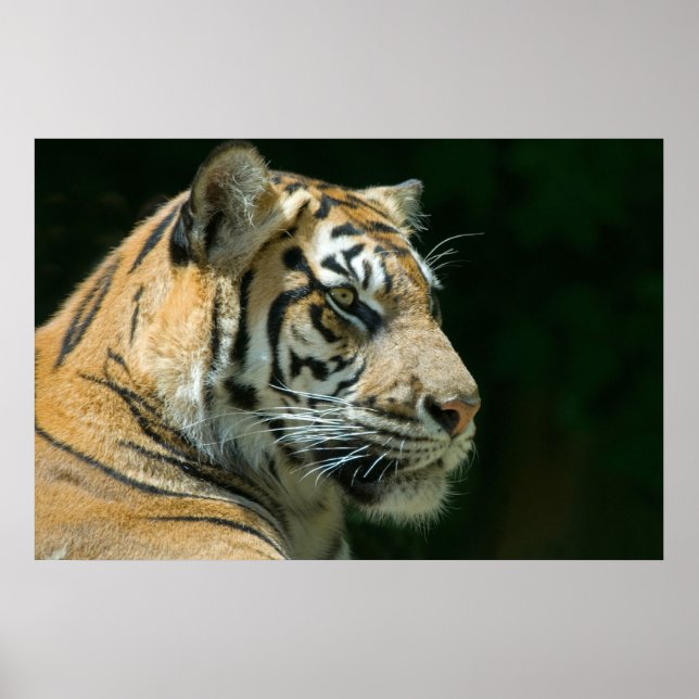 Affiche Sumatran Tiger (Devant)