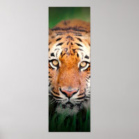 Affiche Sumatran Tiger Eyes