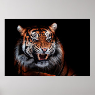 Affiche Sumatran tiger (Panthera tigris sumatrae) beautifu