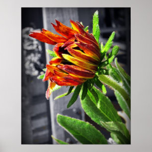 Affiche Summer Flower