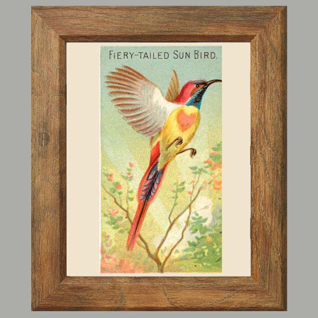 Affiche Sun Bird, Set 6 Bird Gallery Wall, 2 sur 6 (Créateur téléchargé)