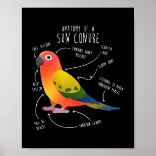 Affiche Sun Conure Anatomy Funny Cute Pet Parrot Bird