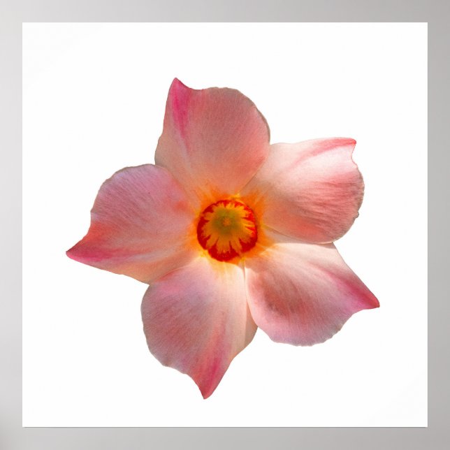 Affiche Sun Parasol Mandevilla (Devant)