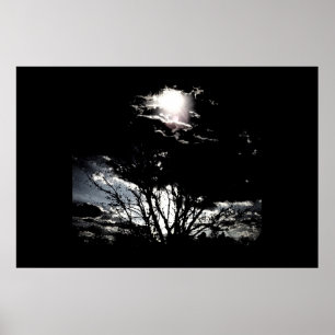 Affiche Sun thru Trees B&W