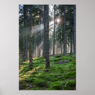 Affiche Sunbeams dans la Forêt-Noire
