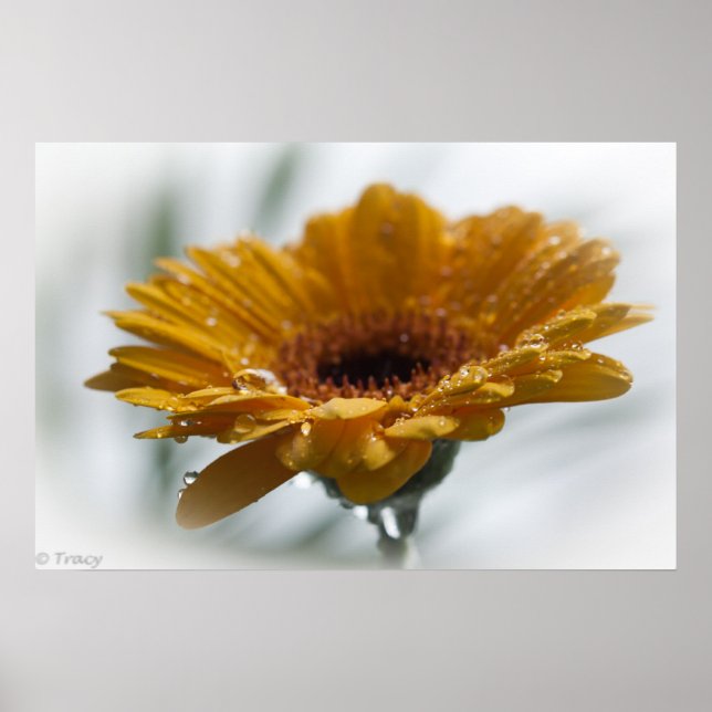Affiche Sunchyme Gerbera (Devant)