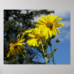 Affiche sunfleernbumblebee