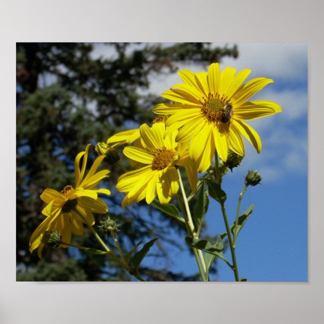 Affiche sunfleernbumblebee (Devant)