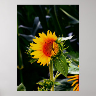 Affiche Sunflower