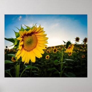 Affiche Sunflower
