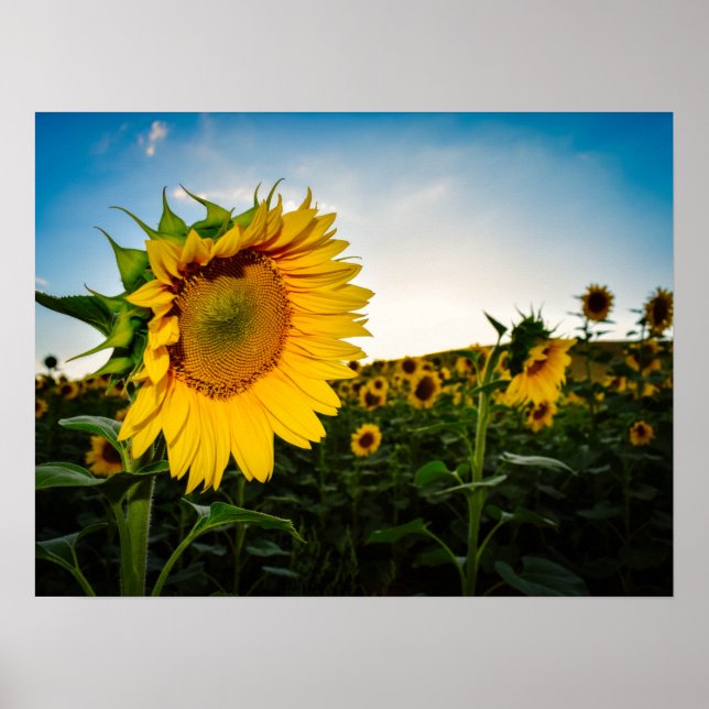 Affiche Sunflower (Devant)