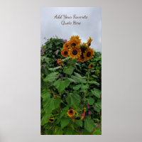 Sunflower et Morning Glory Photographie Ajouter un