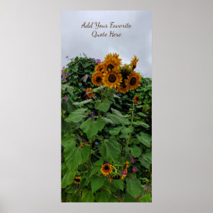 Affiche Sunflower et Morning Glory Photographie Ajouter un
