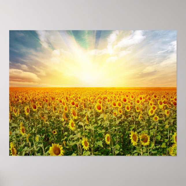 Affiche Sunflower Field (Devant)