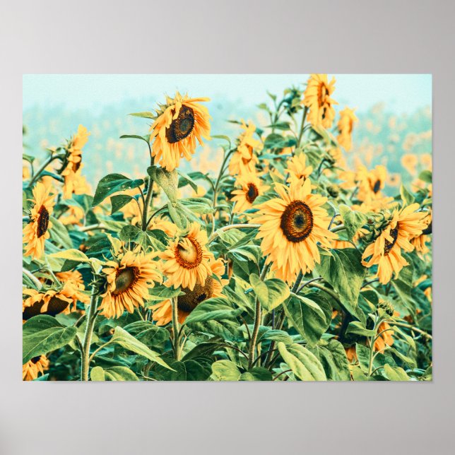 Affiche Sunflower Field Jaune Turquoise Jardin Floral Art (Devant)