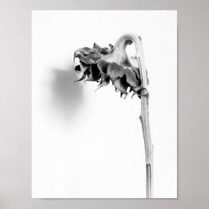 Affiche Sunflower Still Life noir et blanc