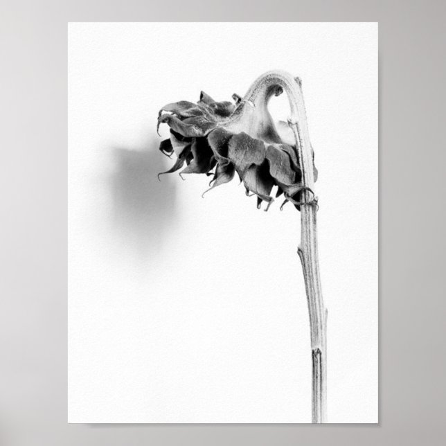 Affiche Sunflower Still Life noir et blanc (Devant)