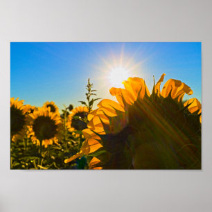 Affiche Sunflower Sun Star