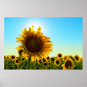Affiche Sunflower Sun Star