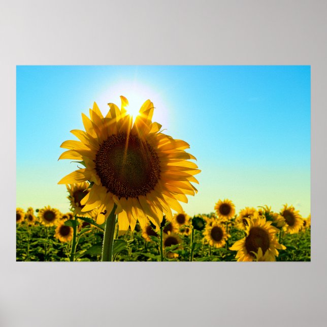 Affiche Sunflower Sun Star (Devant)