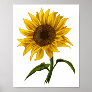 Affiche Sunflower Sunshine Floral Aquarelle Fleur