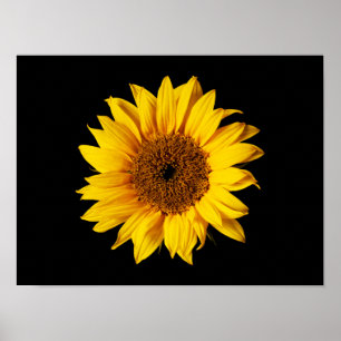 Affiche Sunflower Yellow on Black