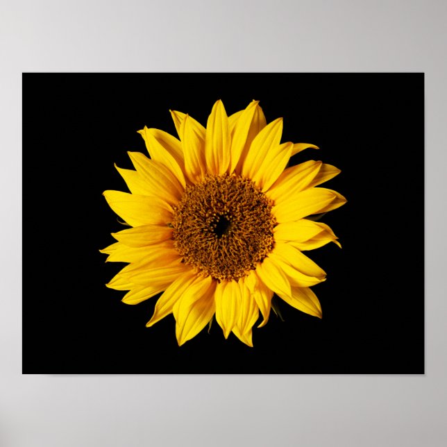 Affiche Sunflower Yellow on Black (Devant)