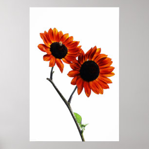Affiche Sunflowers wapcn