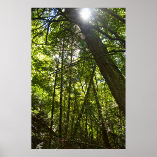 Affiche Sunlight Through the Forest Canopy
