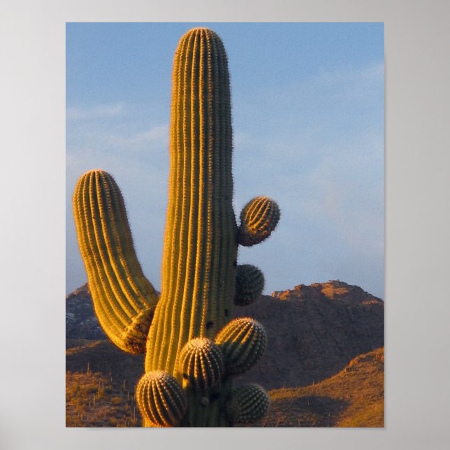 Affiche Sunlit Saguaro Cactus (Devant)