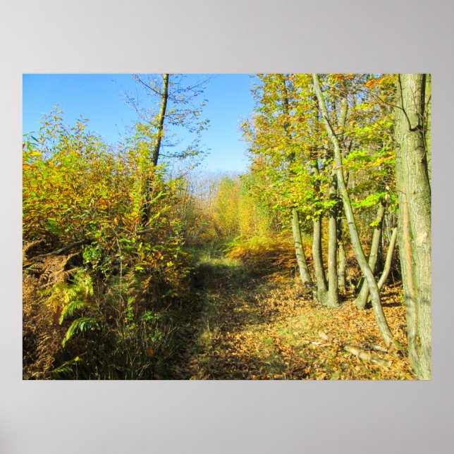 Affiche Sunlit Woods en automne - Personnalisé (Devant)