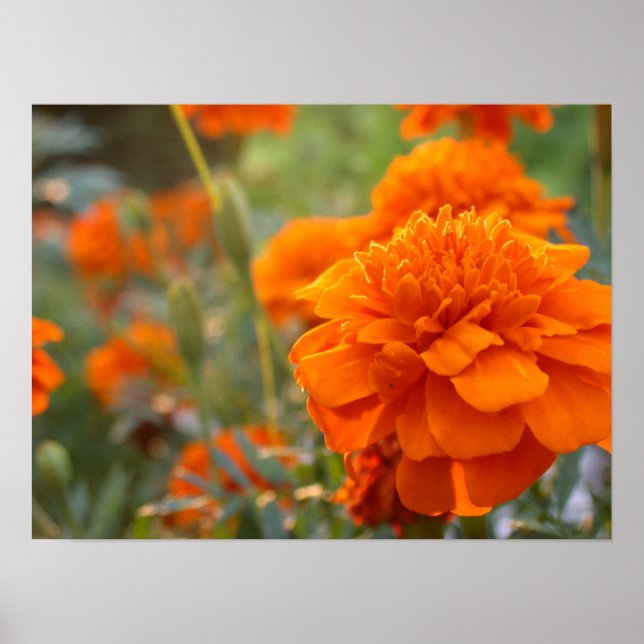 Affiche Sunny Marigold (Devant)
