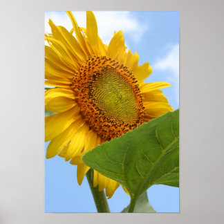 Affiche Sunny Sunflower