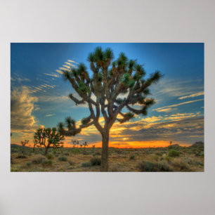 Affiche Sunrise Du Parc National Joshua Tree