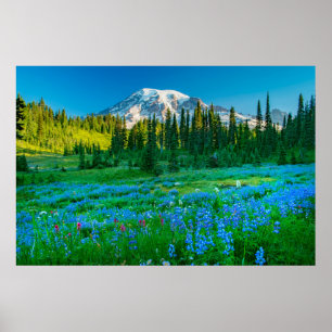 Affiche Sunrise Lupine et Mount Rainer
