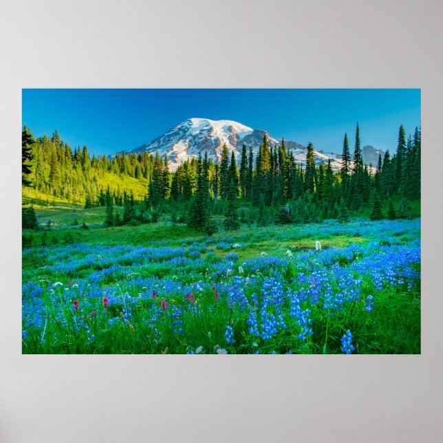 Affiche Sunrise Lupine et Mount Rainer (Devant)