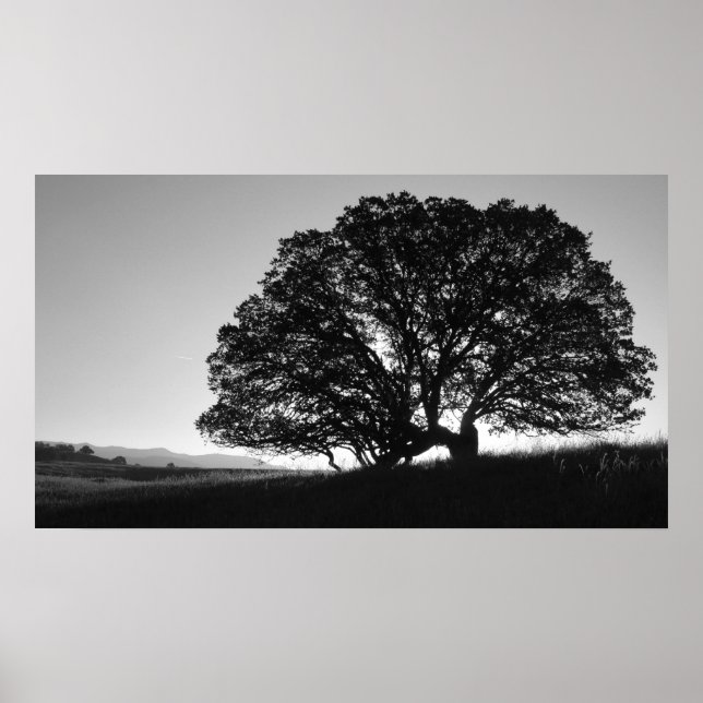 Affiche Sunrise Oak Tree Californie (Devant)