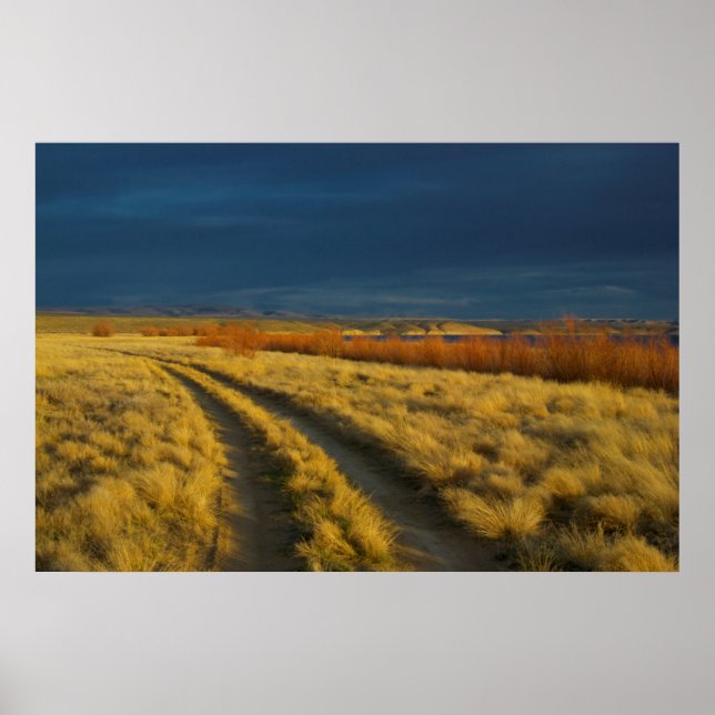 Affiche Sunset highlights the red bark of bushes (Devant)