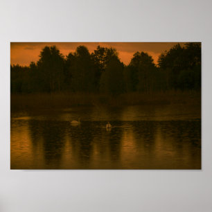Affiche Sunset Lake Rain Swans Nature Paysage