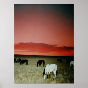 Affiche Sunset Montana