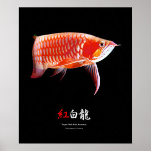 Affiche Super Red Arowanaの ポ タ, No.01
