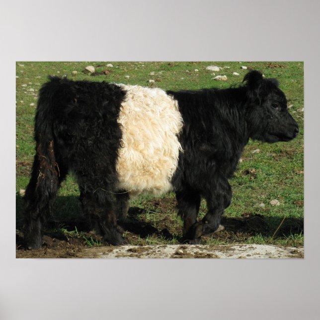 Affiche Superbe ceinture Galloway Steer Beltie (Devant)