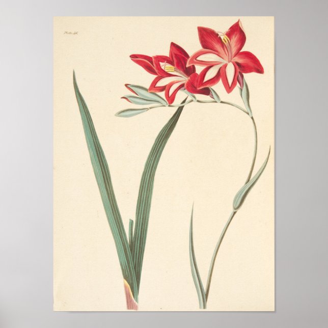 Affiche Superbe Drapeau De Maïs (Devant)