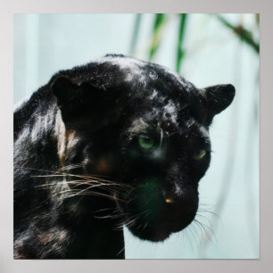 Affiche Superbe Panthère noire