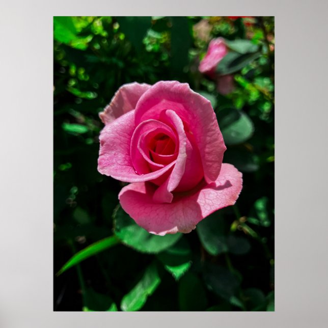 Affiche Superbe photo d'affiche de fleurs roses roses (Devant)
