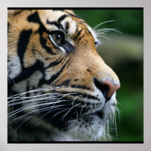 Affiche Superbe visage de tigre du Bengale