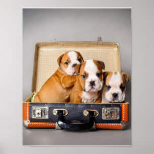 Affiche Superbes chiots Bulldog   AMOUREUX DES CHIENS