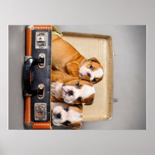 Affiche Superbes chiots Bulldog AMOUREUX DES CHIENS